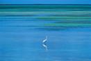 Cuba Cayo Coco  'heron'
