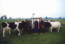 Staphorst 1989 'Jan and Klaasje Bisschop with cows'