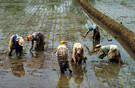 Indonesia Central Jawa Rice planting 1982