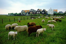 Marken Kets with sheep 1990