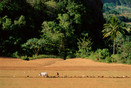 Cuba Pinar del Rio Prov. Ploughing man and  chickens