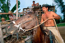 Cuba Villa Clara Prov. Manicaragua Man with horse