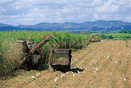 Cuba Sancti Spiritus Prov. Sugar cane harvest