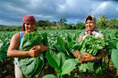 Cuba Pinar del Rio Prov. Gathering tobacco leaves