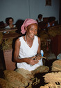 Cuba Pinar del Rio 'tobacco factory'