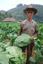 Cuba Pinar del Rio Prov. Tobacco planter