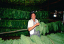Cuba Pinar del Rio Prov. 'drying tobacco leaves'