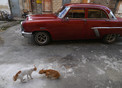 Havana Centro Habana 'fighting cats with American car from the fifties'