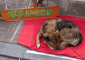 Amsterdam  Queen's Birthday 2014 'cuddle the dog for 1 euro'