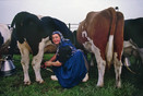 Staphorst 1990 'milking the cows by Klaasje Bisschop'