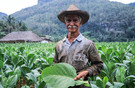 Cuba Pinar del Rio Prov. the owner of a tobacco plantation'