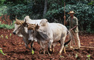 Cuba Pinar del Rio P rov. 'plowing with carabao'