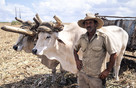 Cuba Villa Clara Province 'sugarcane worker with his carabaos'