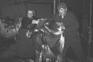 Staphorst 1988 'echtpaar Dunnik tijdens geboorte van een kalf