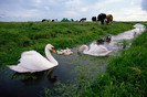 Waterland 'cows and swans'